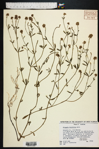 Polygala brevifolia image