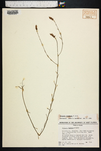 Polygala chapmanii image