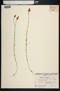 Polygala chapmanii image