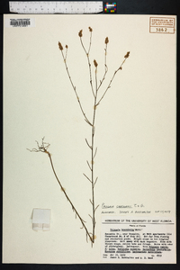 Polygala chapmanii image