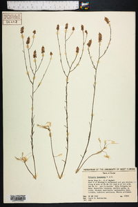 Polygala chapmanii image