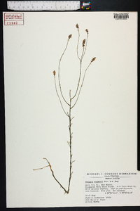 Polygala chapmanii image