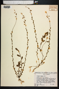 Polygala crenata image