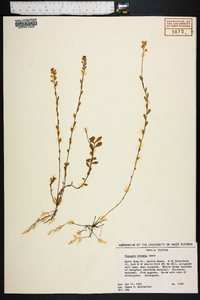 Polygala crenata image