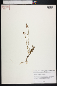 Polygala crenata image