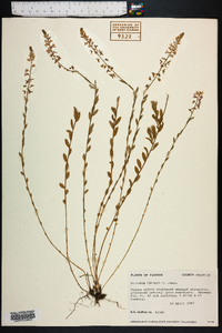 Polygala crenata image