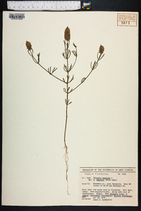 Polygala cruciata image