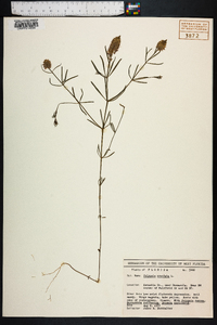 Polygala cruciata image