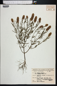 Polygala cruciata image