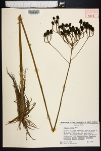 Polygala cymosa image