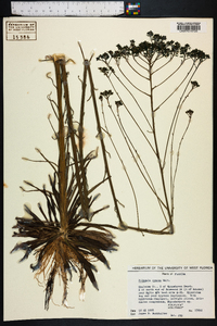 Polygala cymosa image