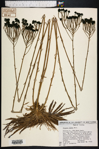 Polygala cymosa image