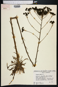 Polygala cymosa image