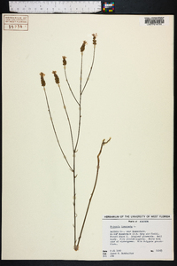 Polygala incarnata image