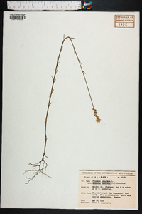 Polygala incarnata image