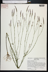 Polygala leptocaulis image