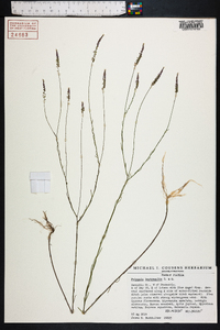 Polygala leptocaulis image