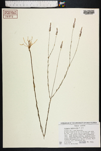 Polygala leptocaulis image