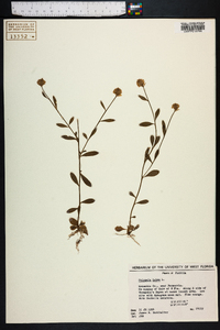Polygala lutea image