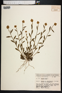 Polygala lutea image