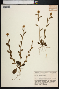 Polygala lutea image