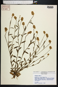 Polygala lutea image