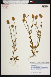 Polygala lutea image