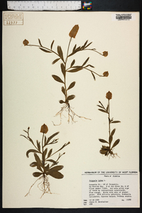 Polygala lutea image