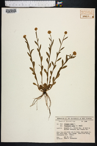 Polygala lutea image