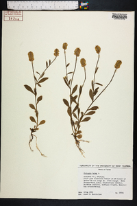 Polygala lutea image