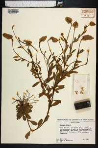 Polygala lutea image