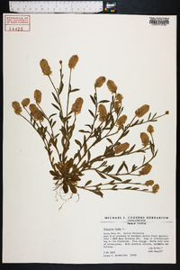 Polygala lutea image