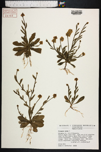Polygala lutea image