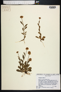 Polygala lutea image