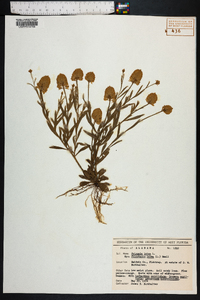 Polygala lutea image