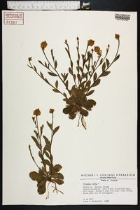 Polygala lutea image