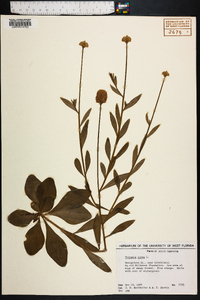 Polygala lutea image