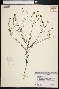 Polygala mariana image