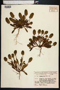 Polygala nana image