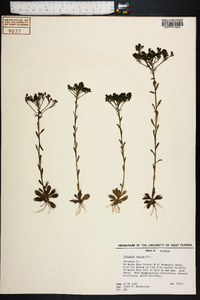 Polygala ramosa image