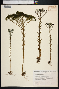 Polygala ramosa image