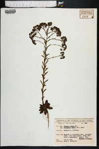 Polygala ramosa image