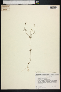 Polygala verticillata image