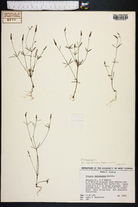 Polygala verticillata image