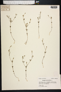 Polygala verticillata image