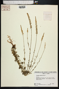 Polygala verticillata image