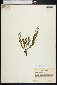 Polygala violacea image