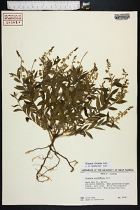 Polygala violacea image