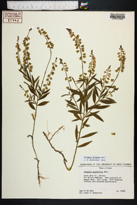 Polygala violacea image