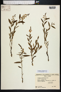 Polygala violacea image